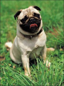 pug_3[1]